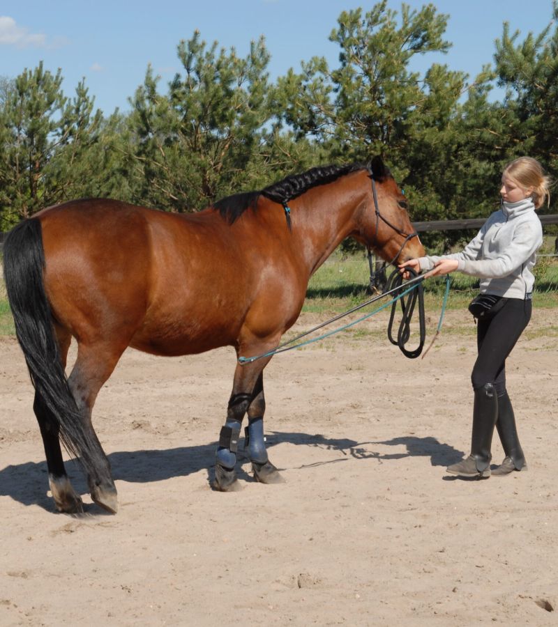  Trening jeźdźca
