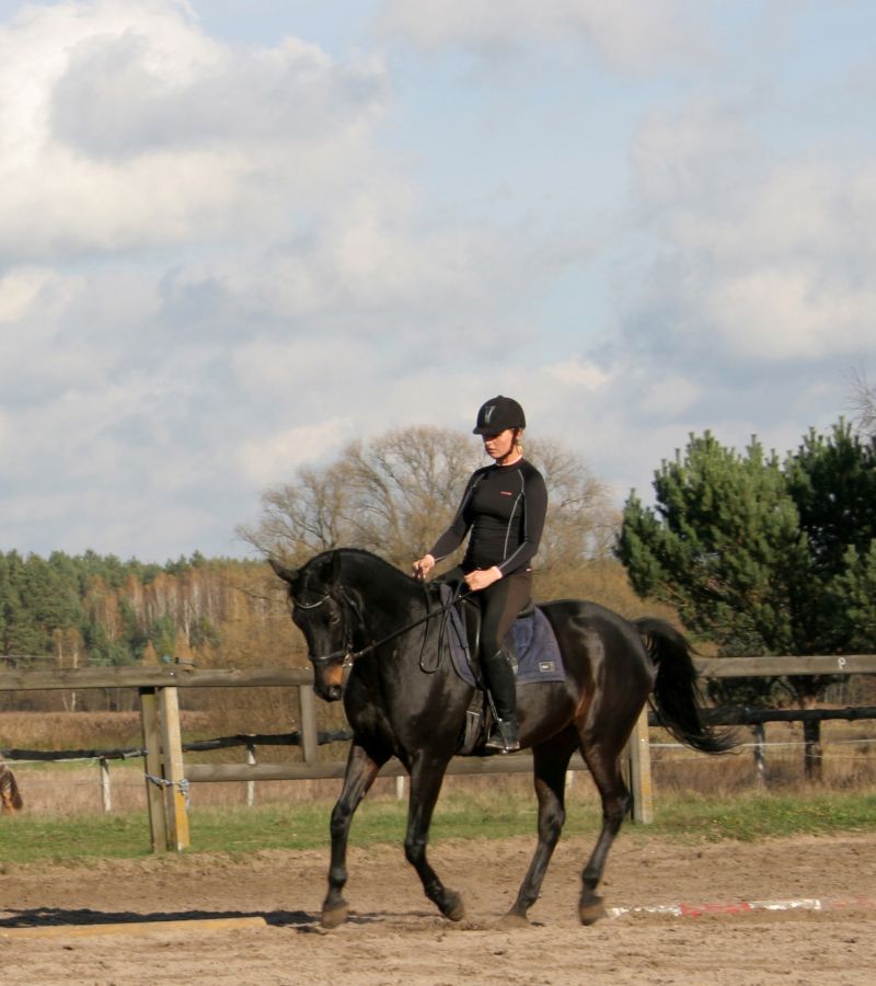 Trening koni