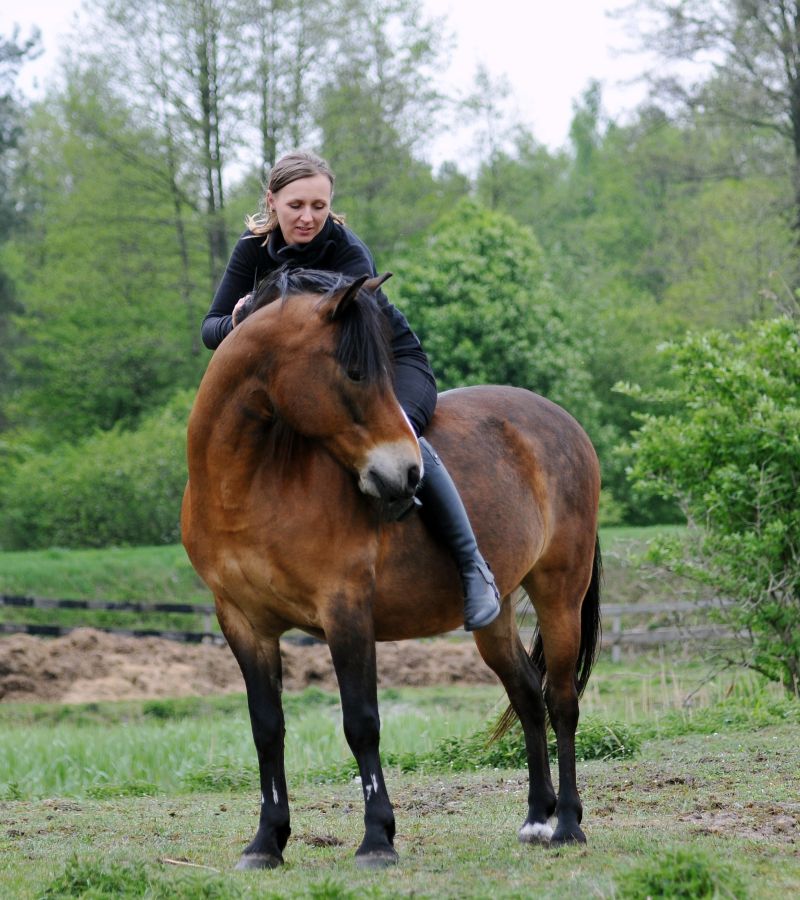 Trening konie